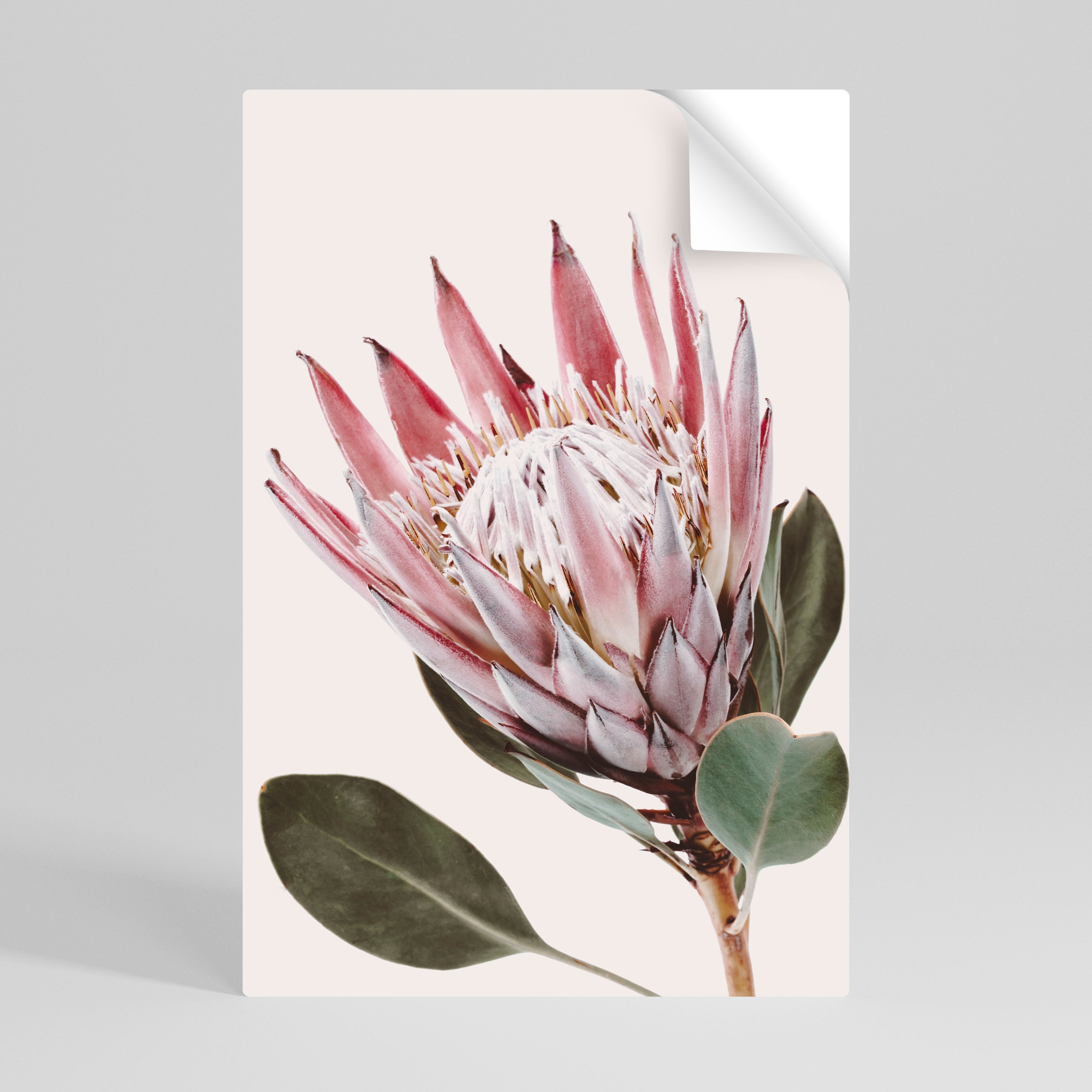 Αφίσα PROTEA FLOWER με ξεφλούδισμα και ραβδί