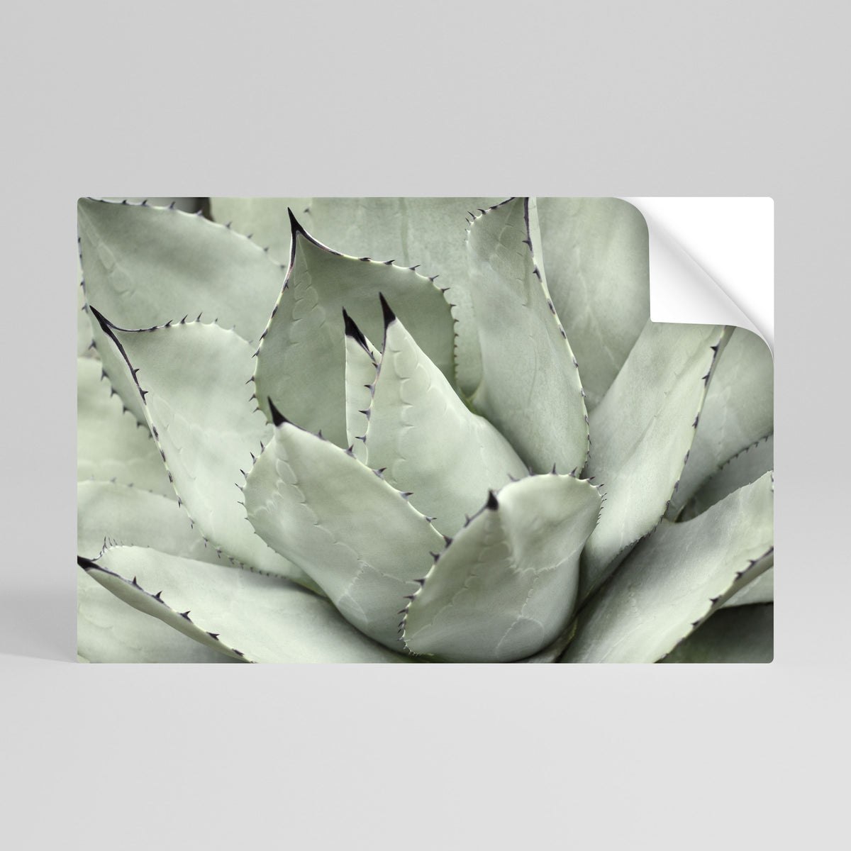 MYSTICAL SUCCULENT DREAM Αυτοκόλλητη Αφίσα οριζόντια