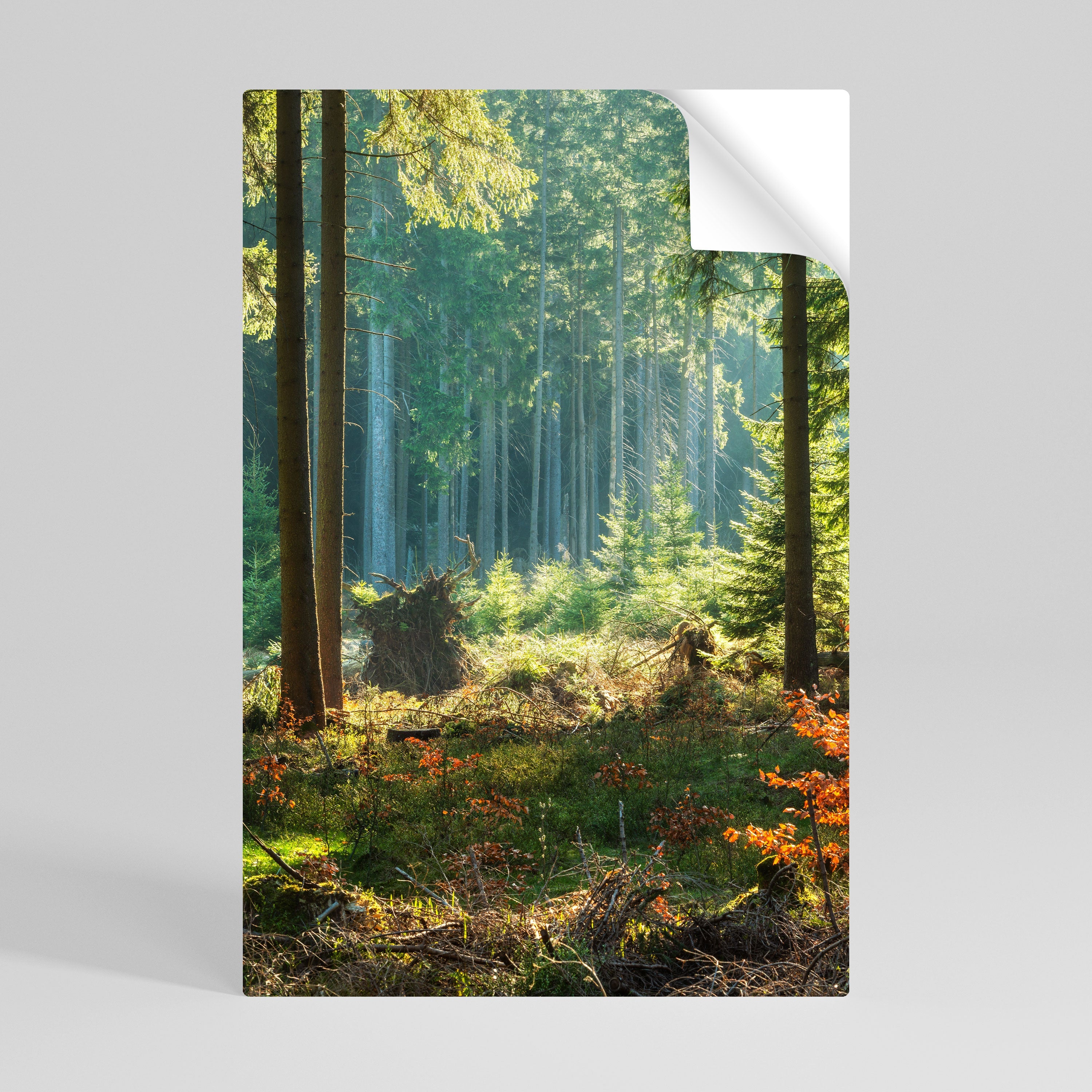 SUNLIT FOREST SERENADE Peel and Stick Vertical Poster
