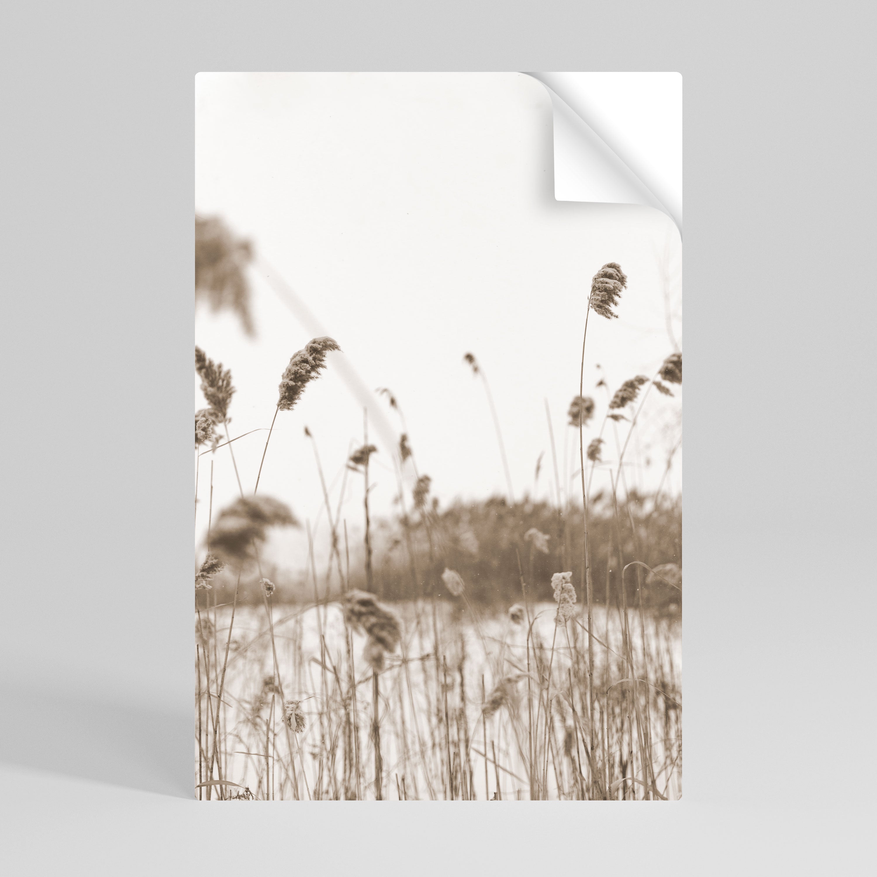 TIMELESS TUSSOCKS Αφίσα με κάθετη σχεδίαση και κολλητική επίστρωση