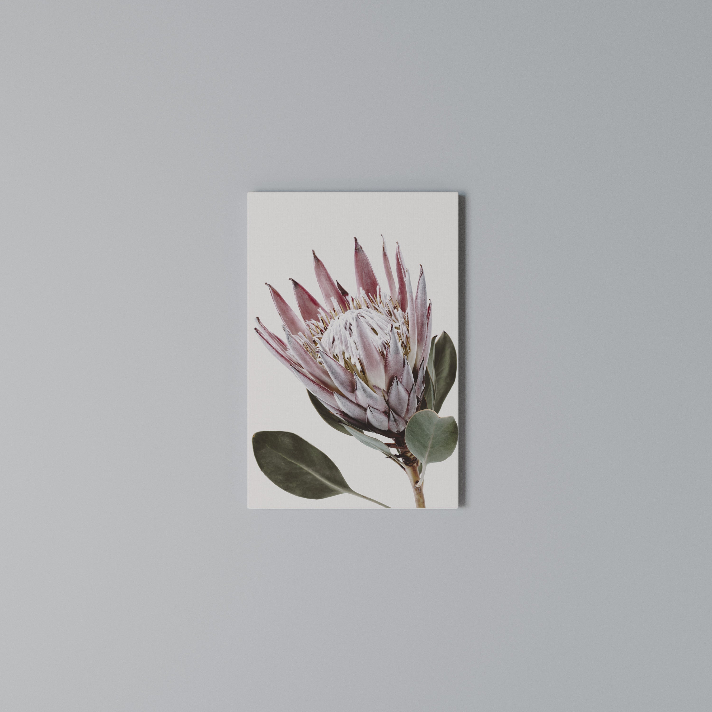PROTEA FLOWER Κατακόρυφος Πίνακας σε Καμβά