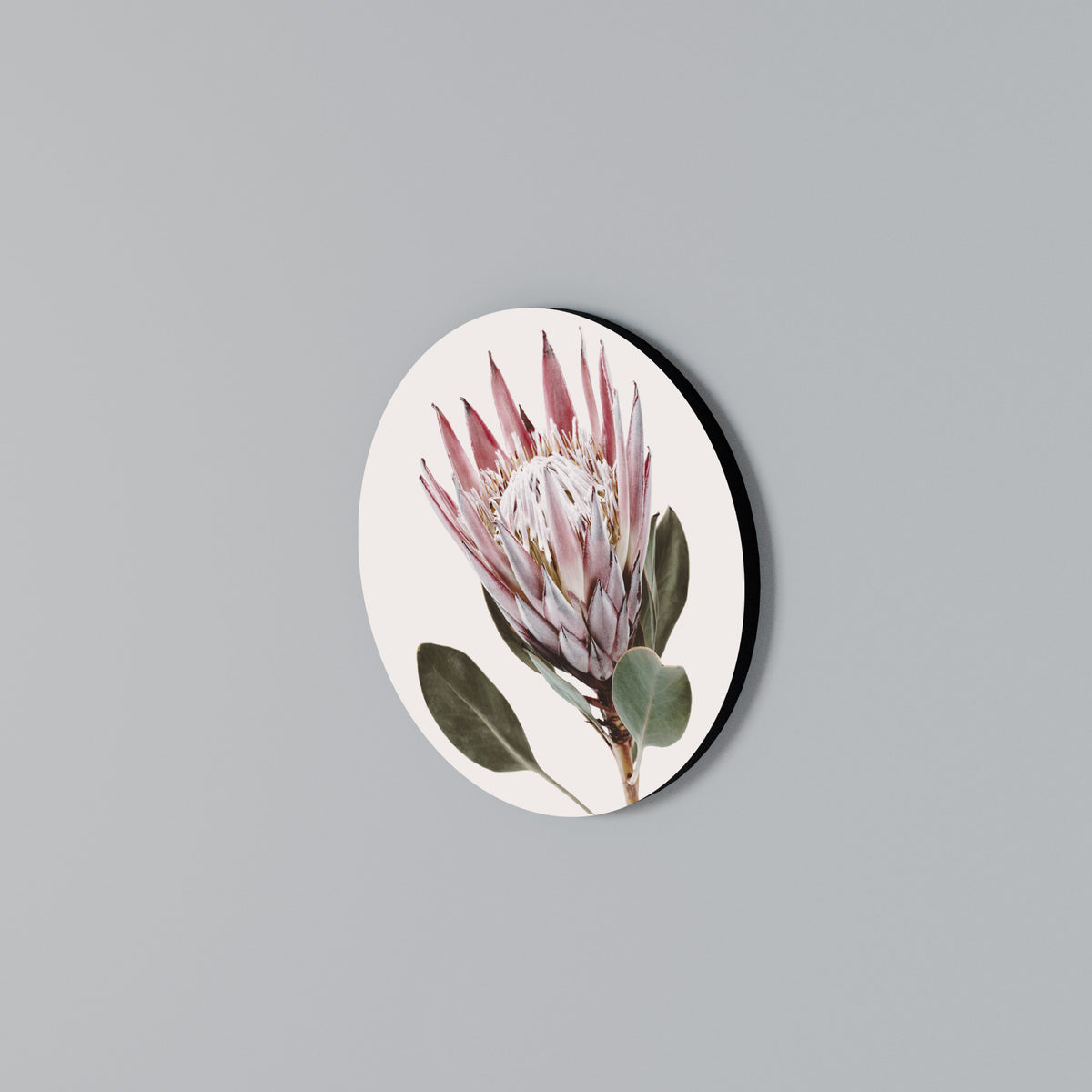 PROTEA FLOWER Στρογγυλός πίνακας ζωγραφικής