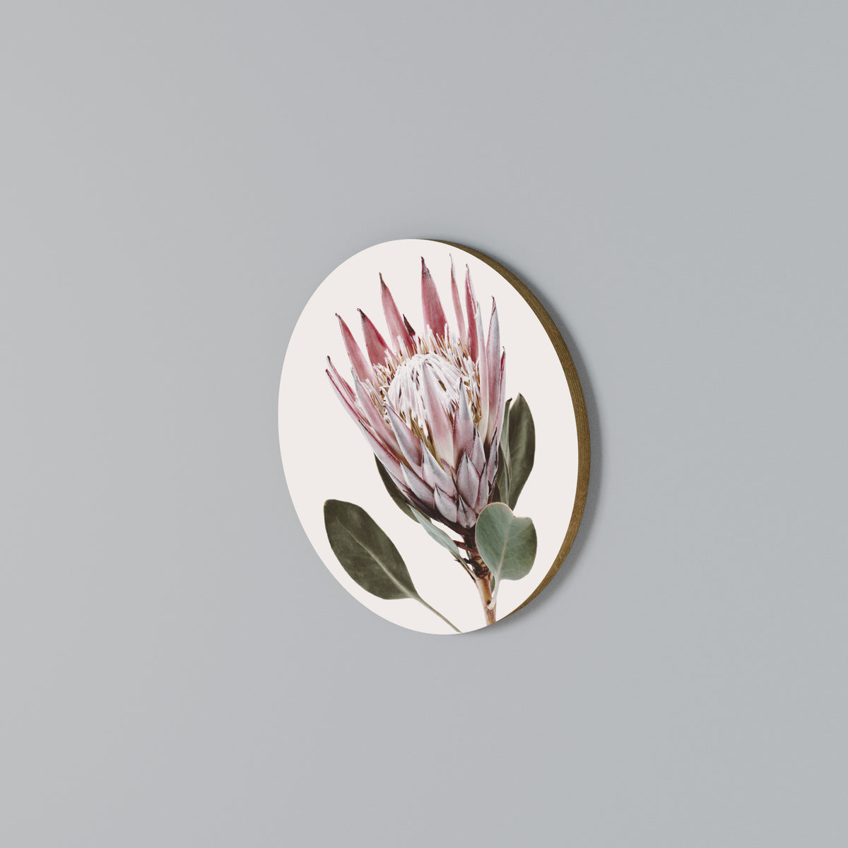 PROTEA FLOWER Στρογγυλός πίνακας ζωγραφικής