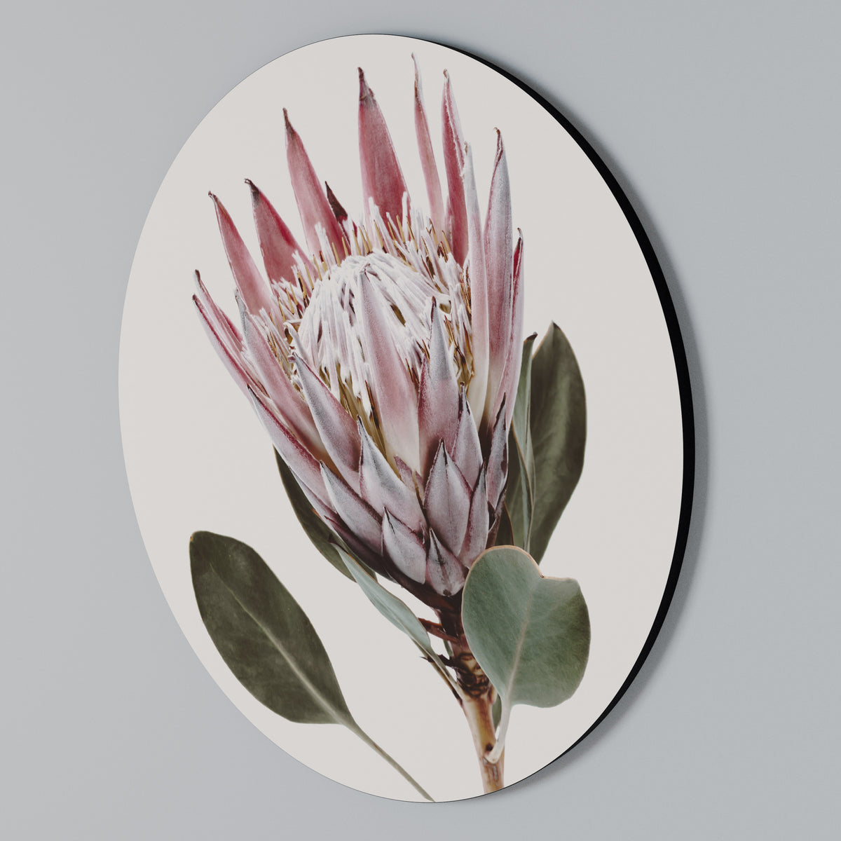 PROTEA FLOWER Στρογγυλός πίνακας ζωγραφικής