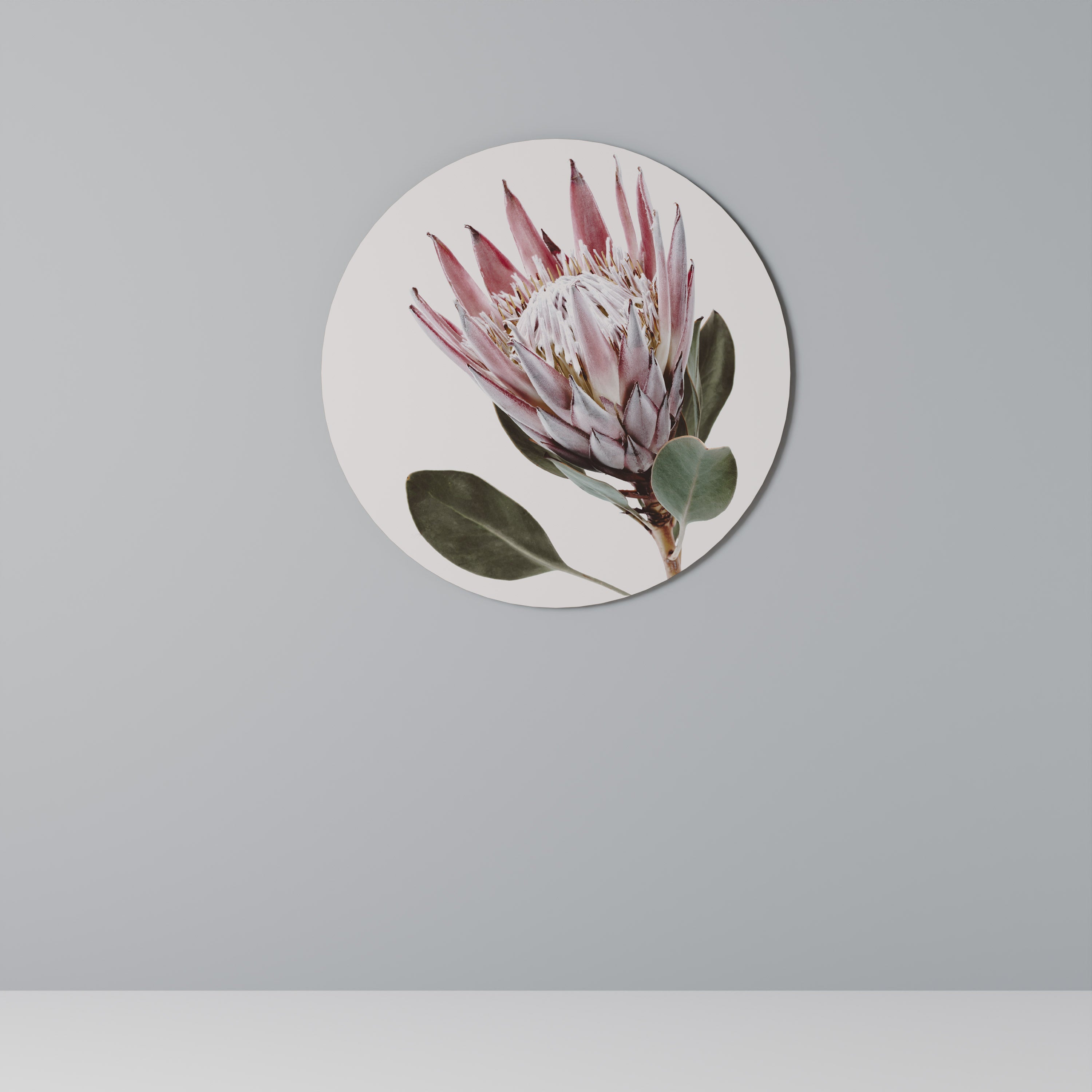 PROTEA FLOWER Στρογγυλή Τέχνη Τοίχου
