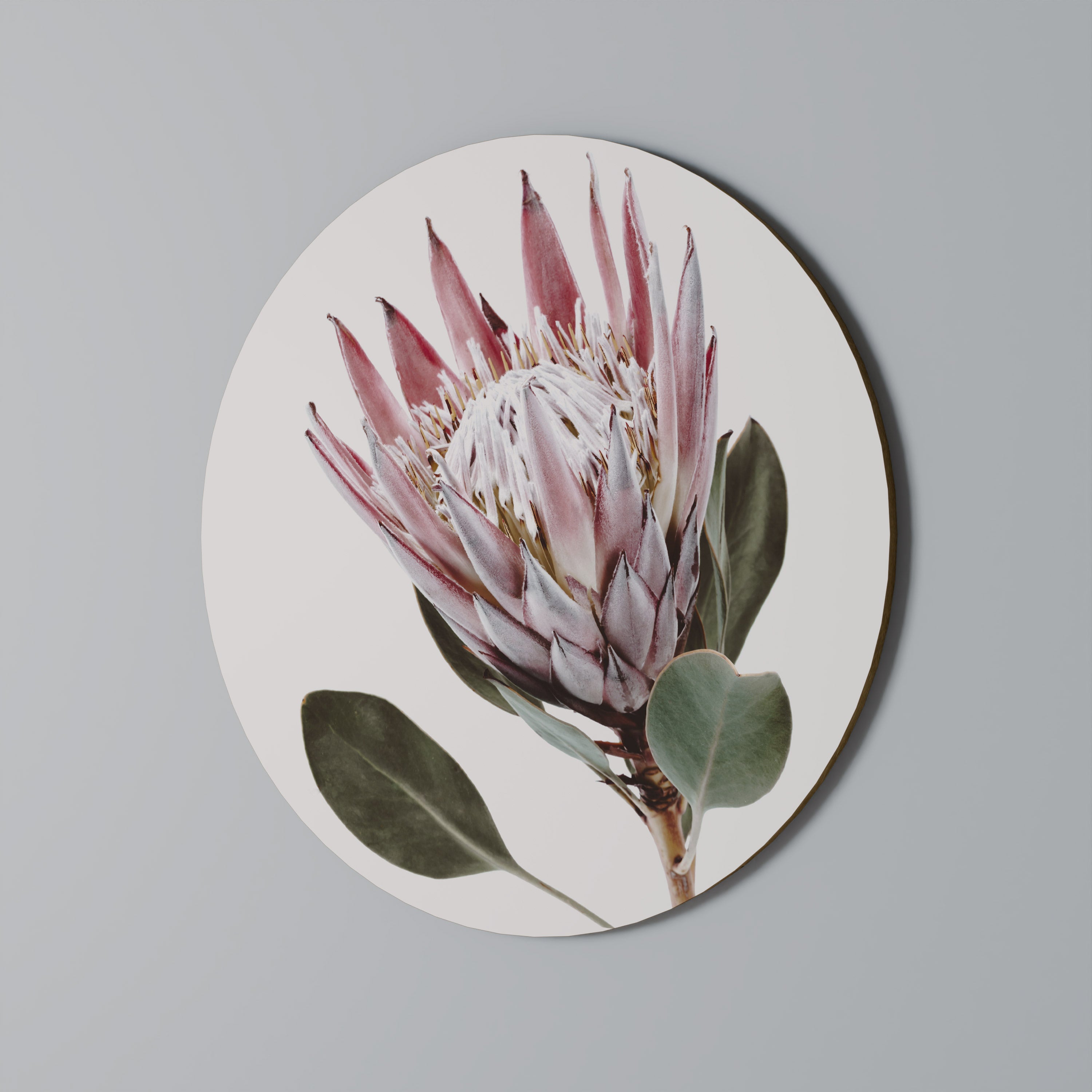 PROTEA FLOWER Στρογγυλή Τέχνη Τοίχου