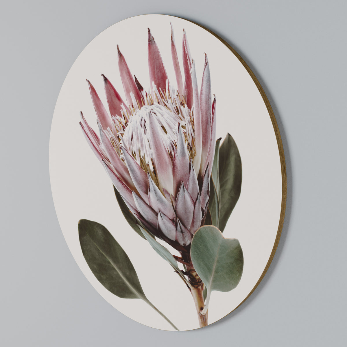 PROTEA FLOWER Στρογγυλός πίνακας ζωγραφικής