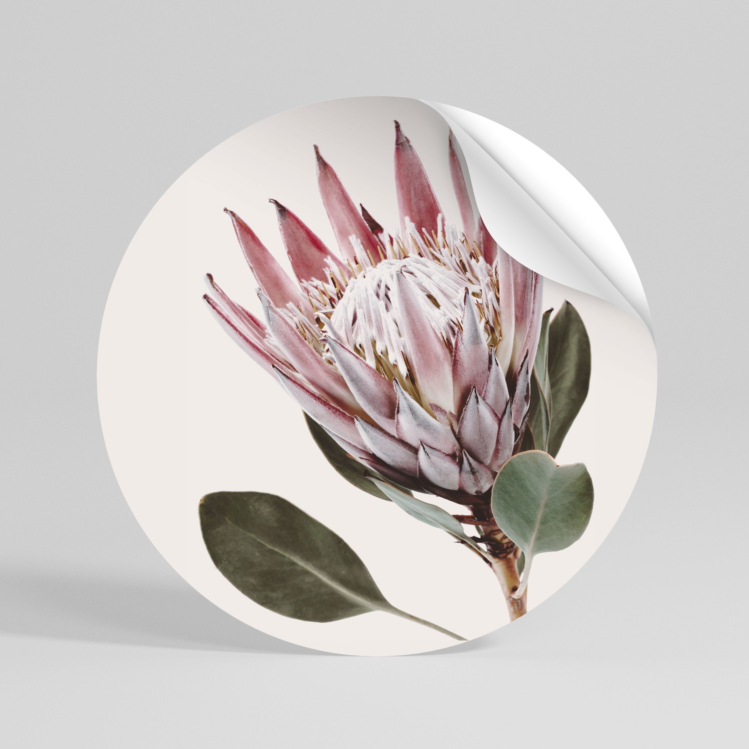 PROTEA FLOWER Peel and Stick Round Sticker