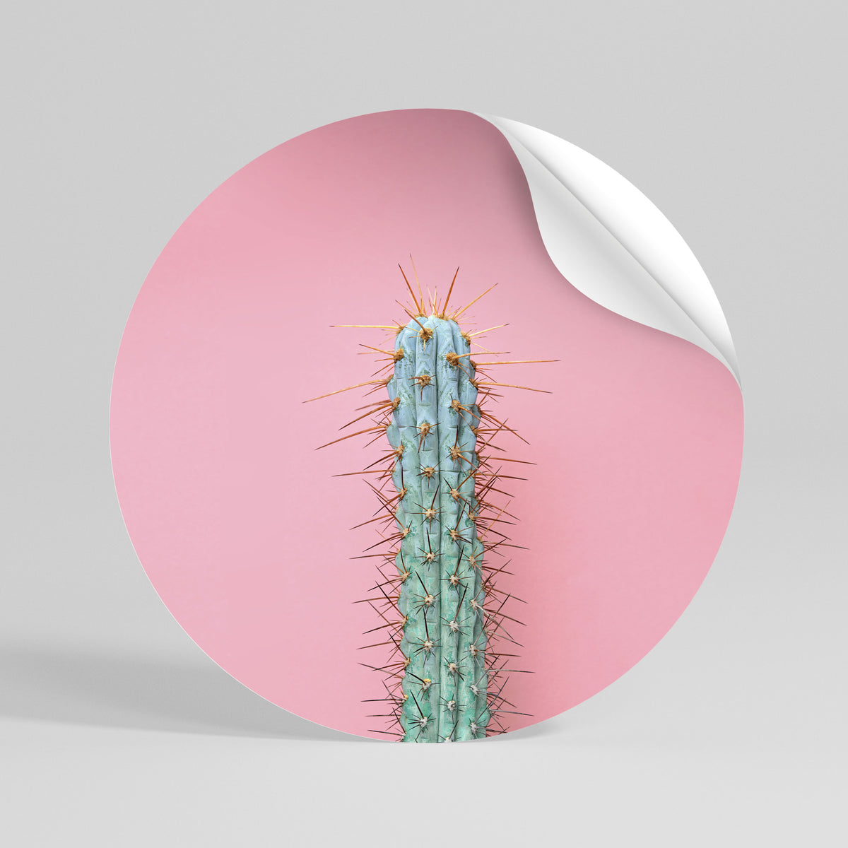 MISTER CACTUS Αυτοκόλλητη Αφίσα στρογγυλή