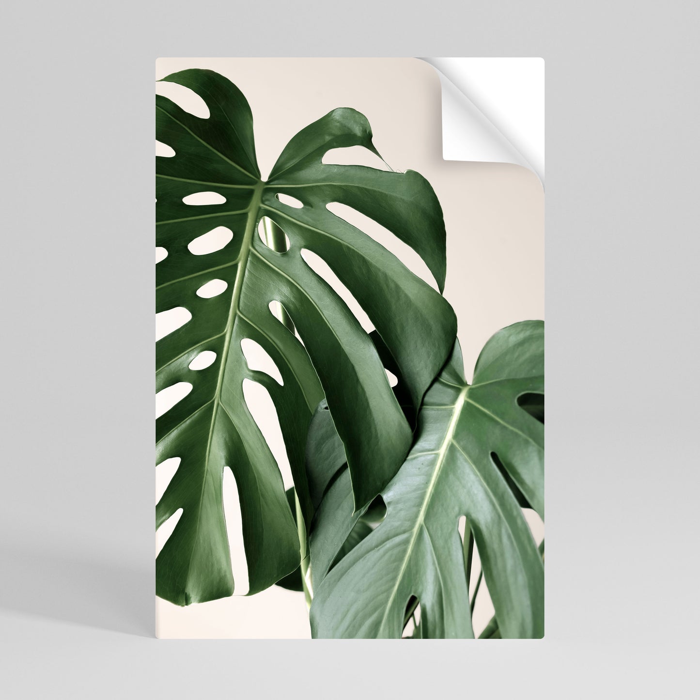 MONSTERA ACCURACY Αυτοκόλλητη Αφίσα κάθετη