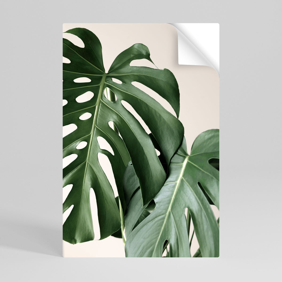MONSTERA ACCURACY Αυτοκόλλητη Αφίσα κάθετη