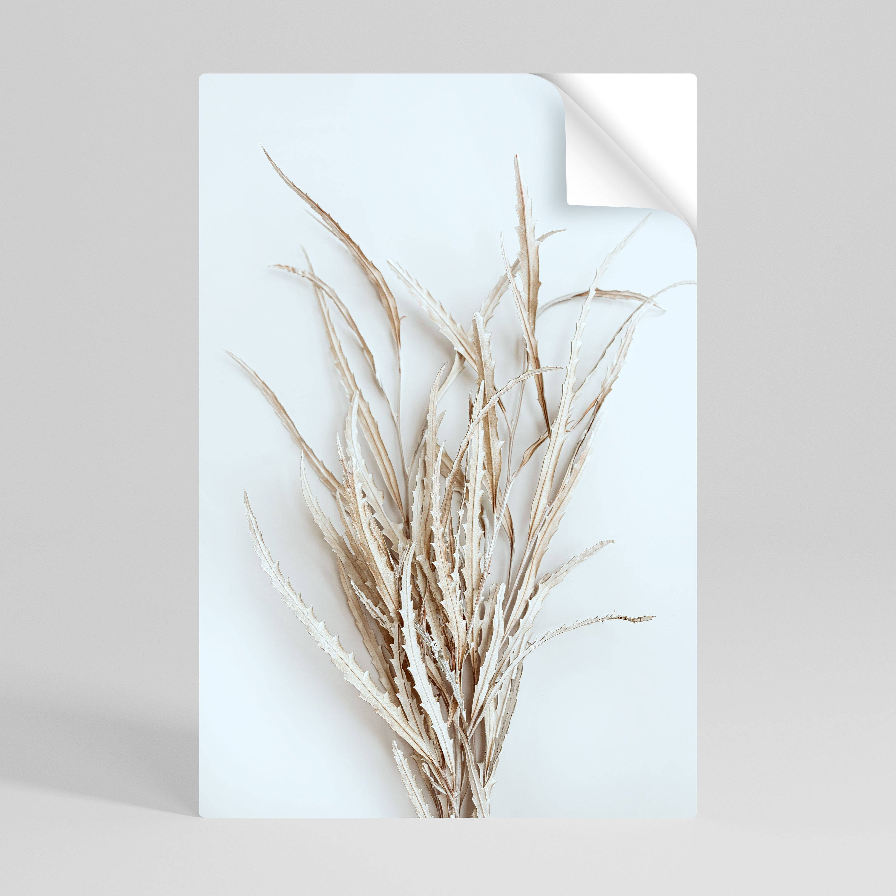 Αφίσα DRIED DRAMES DISPLAY με δυνατότητα ξεφλουδίσματος και κολλήματος