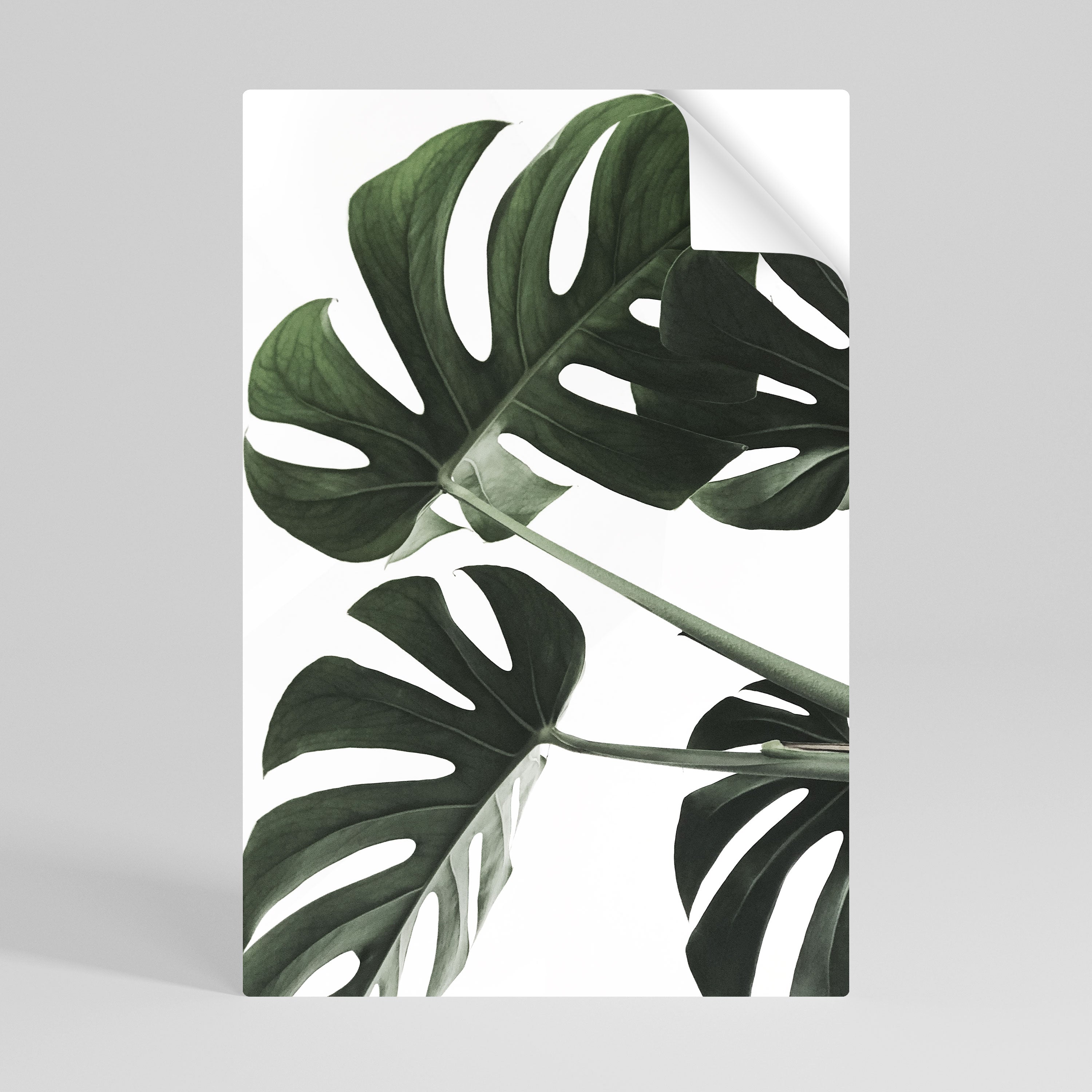 Αφίσα FOLIAGE FUSION με δυνατότητα ξεφλουδίσματος και κολλήματος