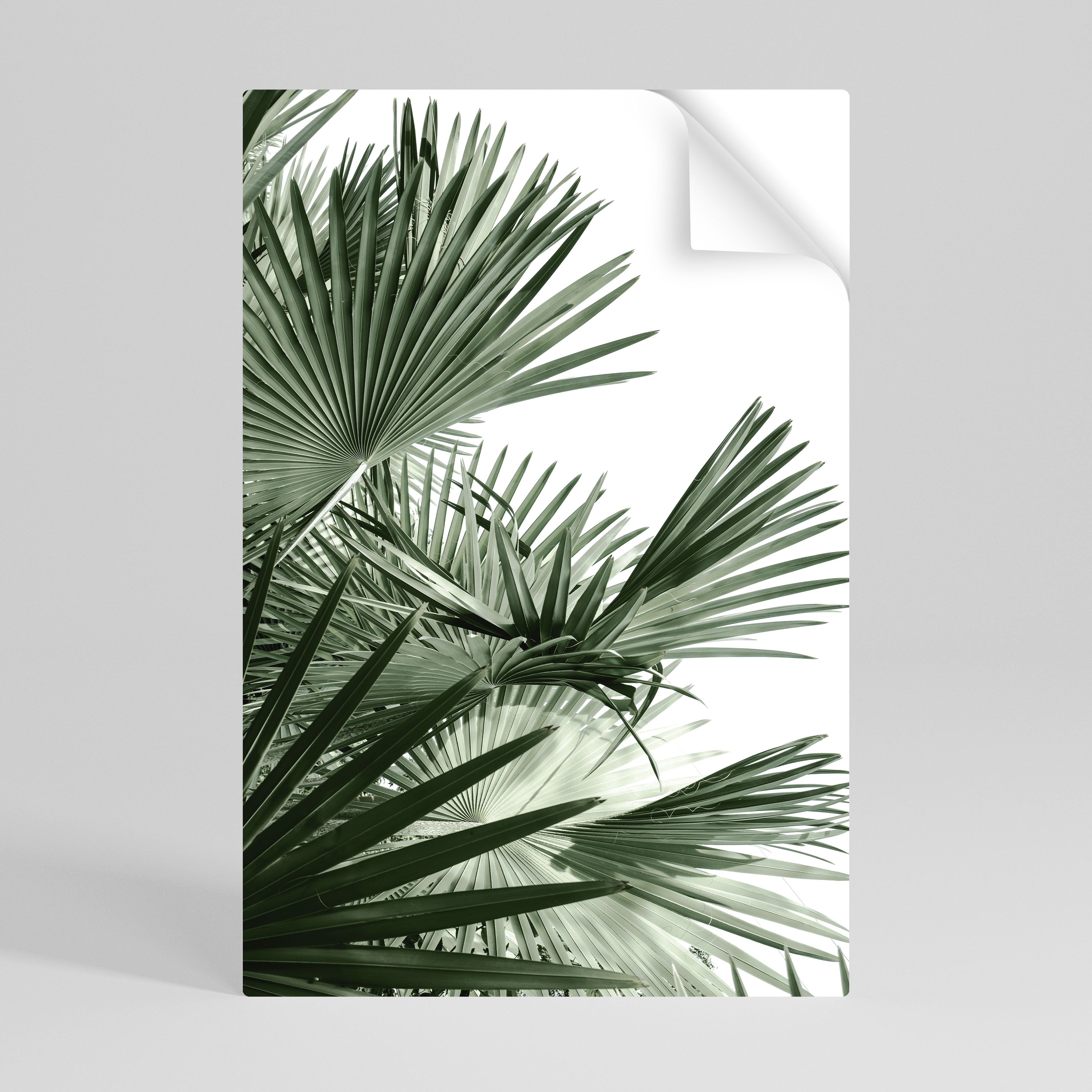 PALM PARADISE DANCE Αφίσα με κόλλα και κολλήματα
