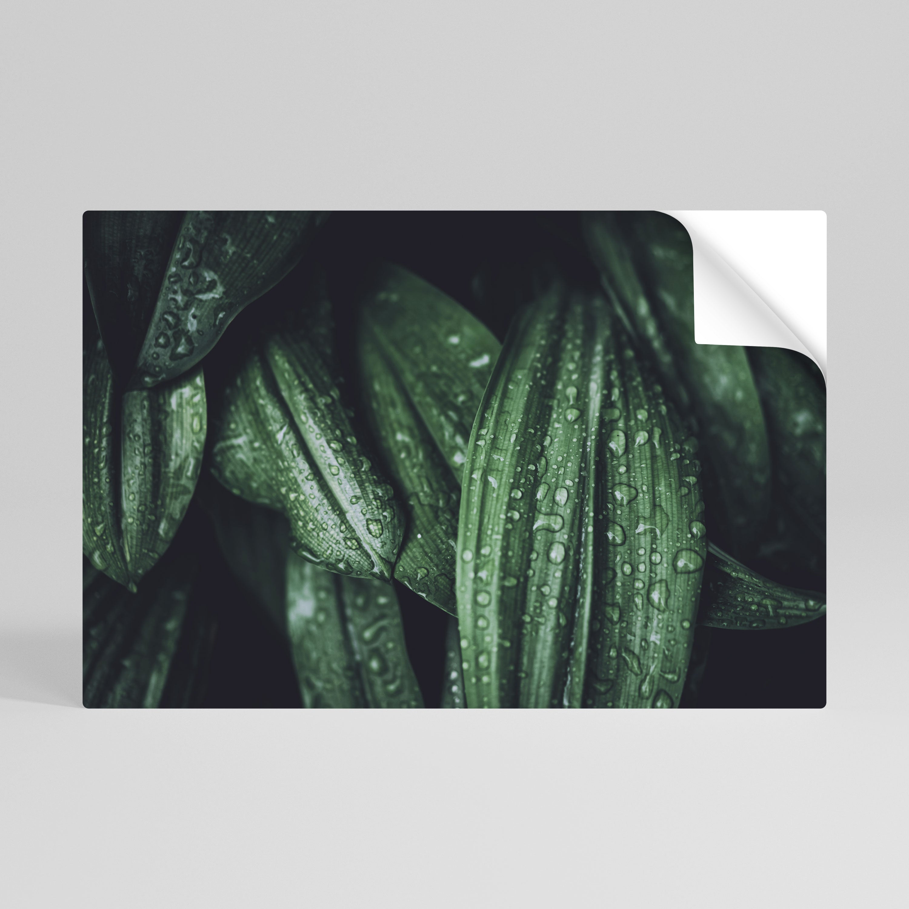 LUSH DROPLET DANCE Αυτοκόλλητη "Peel and Stick" Αφίσα οριζόντια