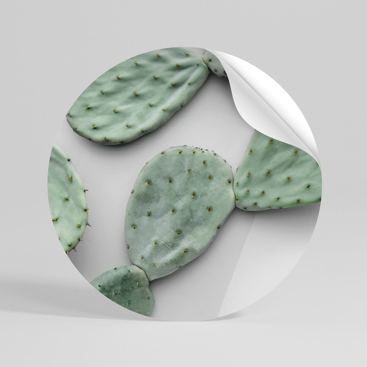 CACTUS DREAMSCAPE Αυτοκόλλητη Αφίσα στρογγυλή