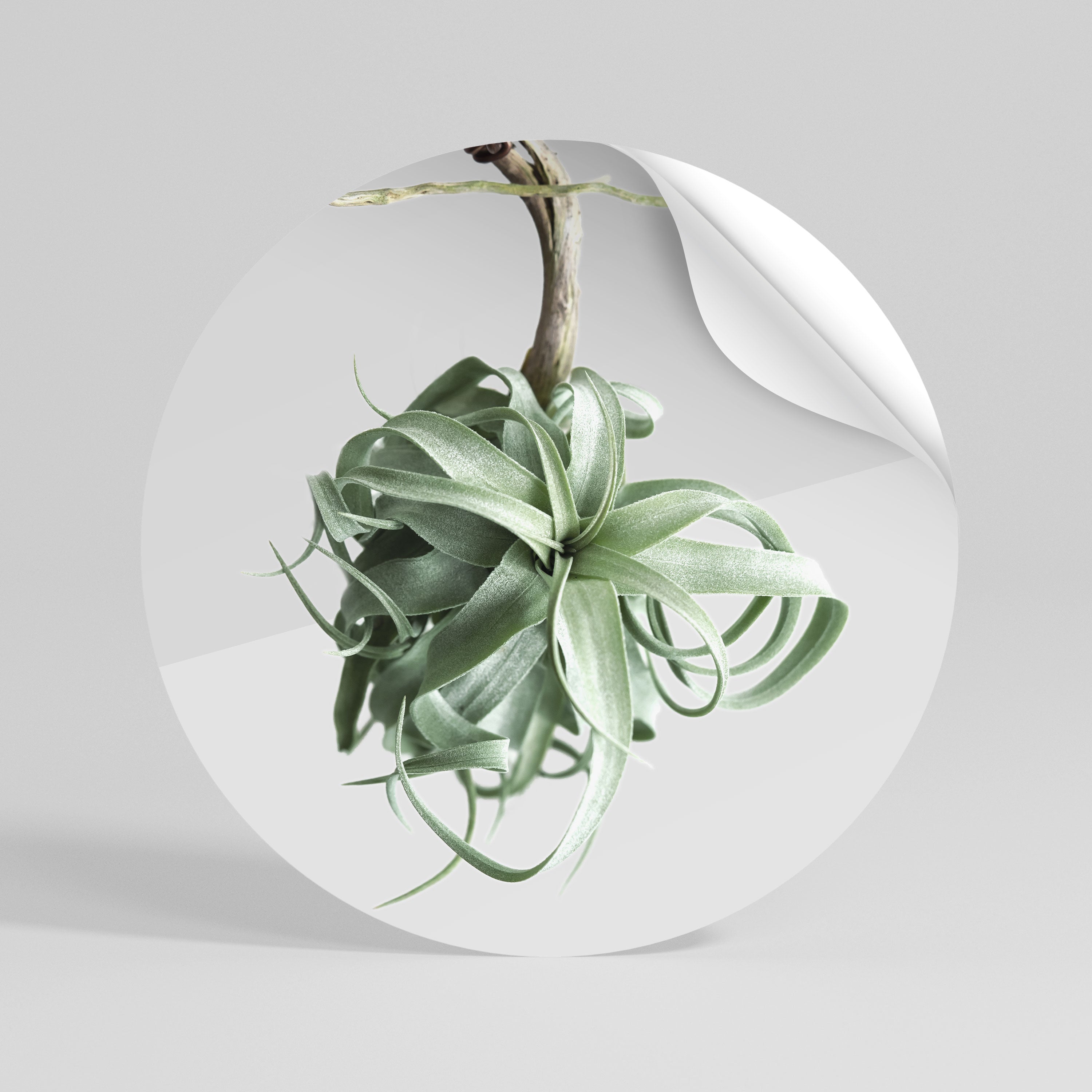 TANGLE OF NATURE Peel and Stick Round Sticker