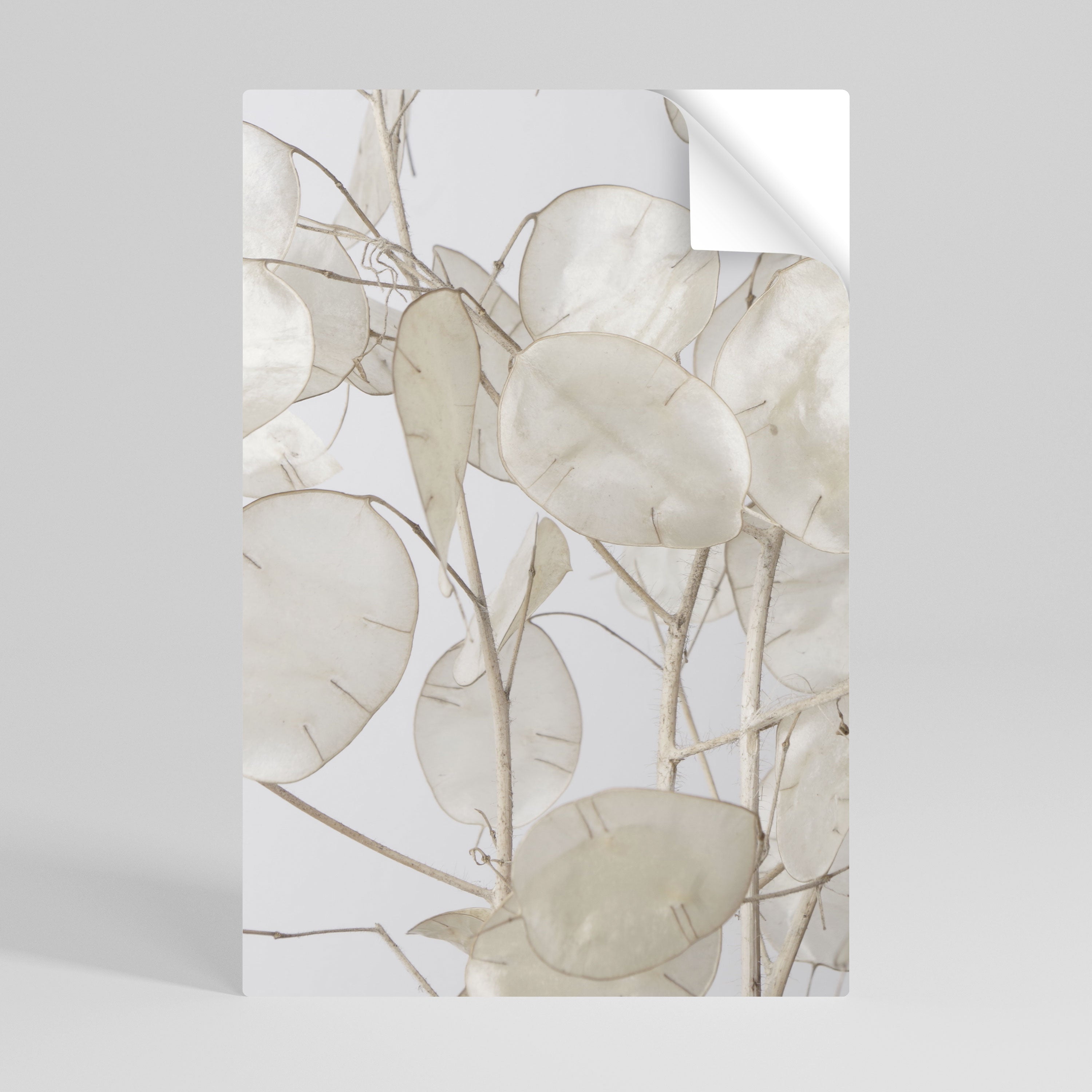 SILKY FOLIAGE WHISPERS Αφίσα με δυνατότητα ξεφλουδίσματος και κολλήματος
