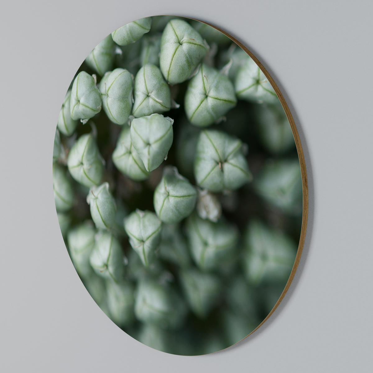 TEXTURED GREEN TIDBITS Στρογγυλός πίνακας ζωγραφικής