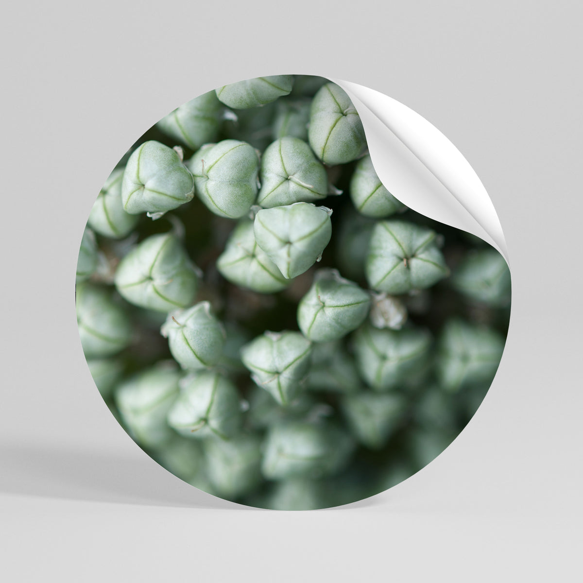 TEXTURED GREEN TIDBITS Αυτοκόλλητη Αφίσα στρογγυλή