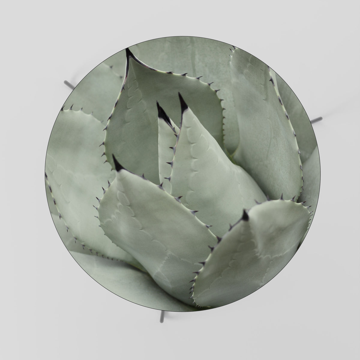 MYSTICAL SUCCULENT DREAM Τραπεζάκι σαλονιού