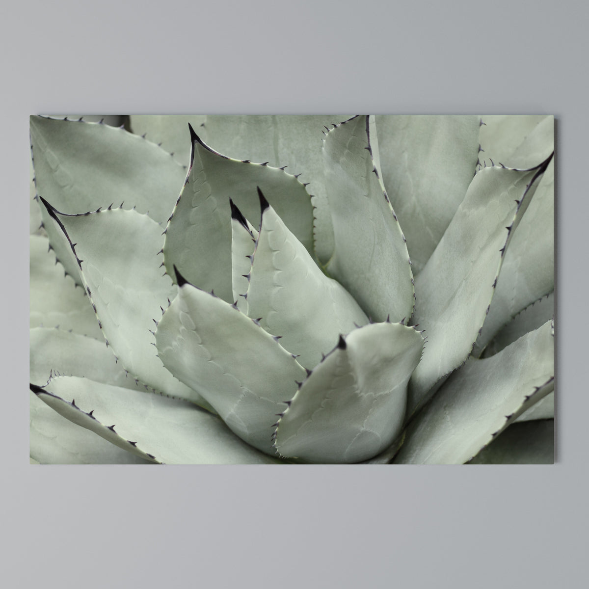 MYSTICAL SUCCULENT DREAM Horizontal Canvas Print