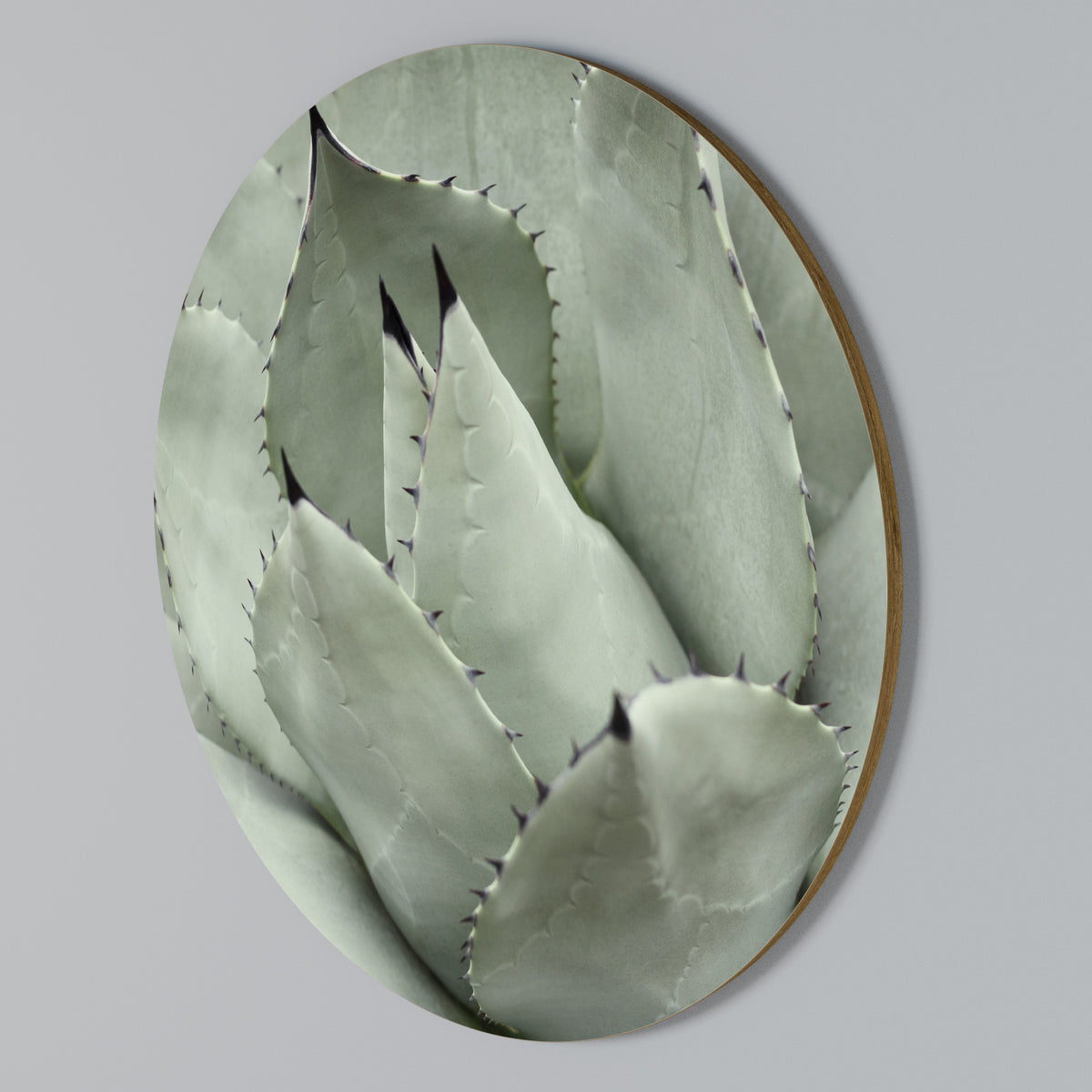 MYSTICAL SUCCULENT DREAM Στρογγυλός πίνακας ζωγραφικής