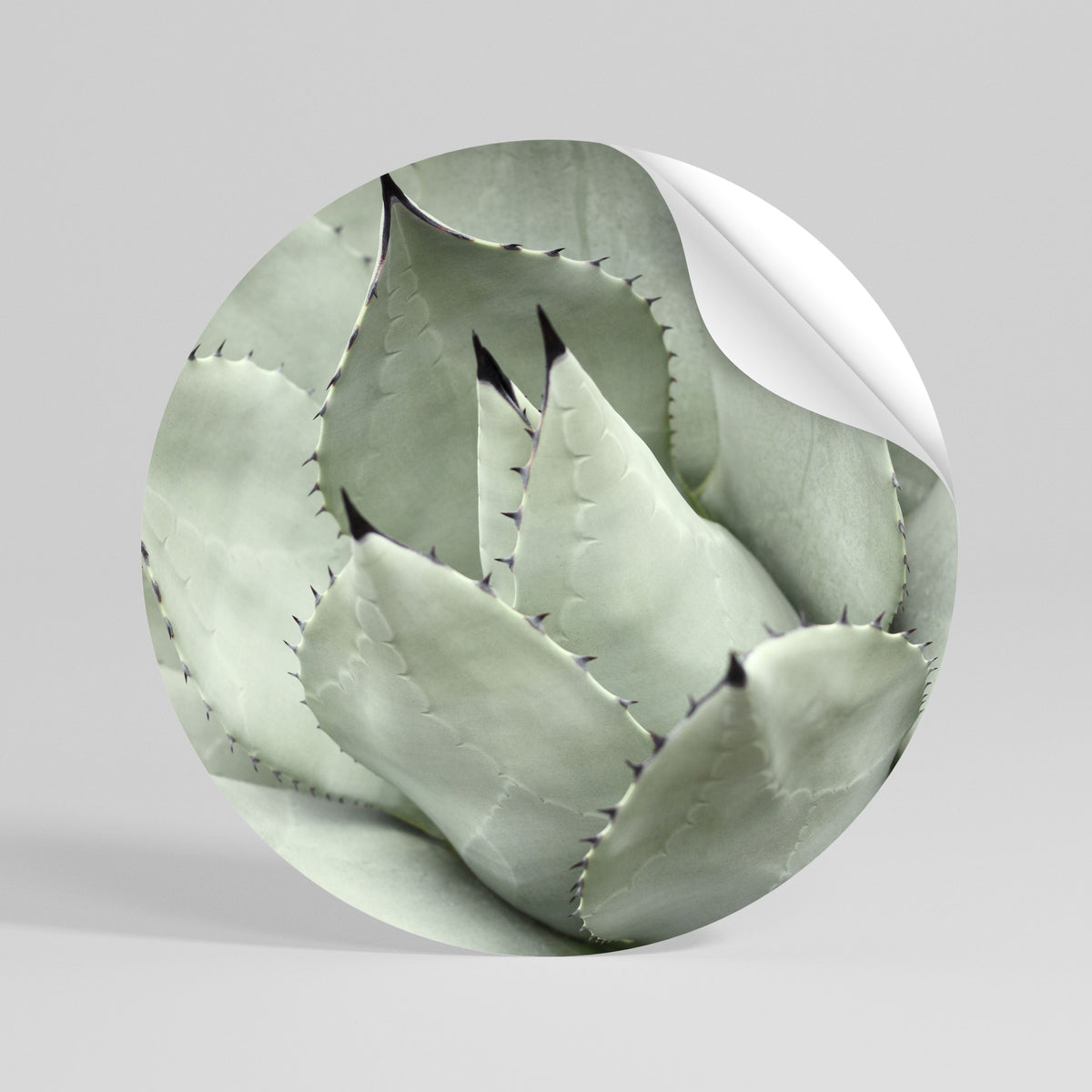 MYSTICAL SUCCULENT DREAM Αυτοκόλλητη Αφίσα στρογγυλή