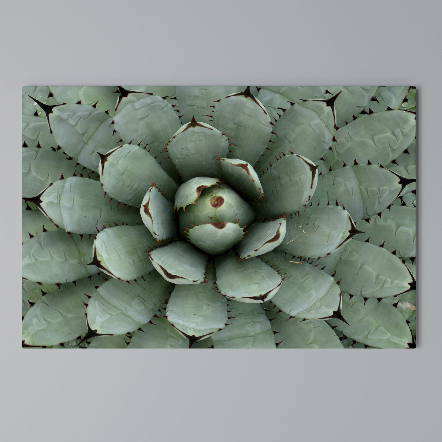 SUCCULENT SYMMETRY Horizontal Canvas Print