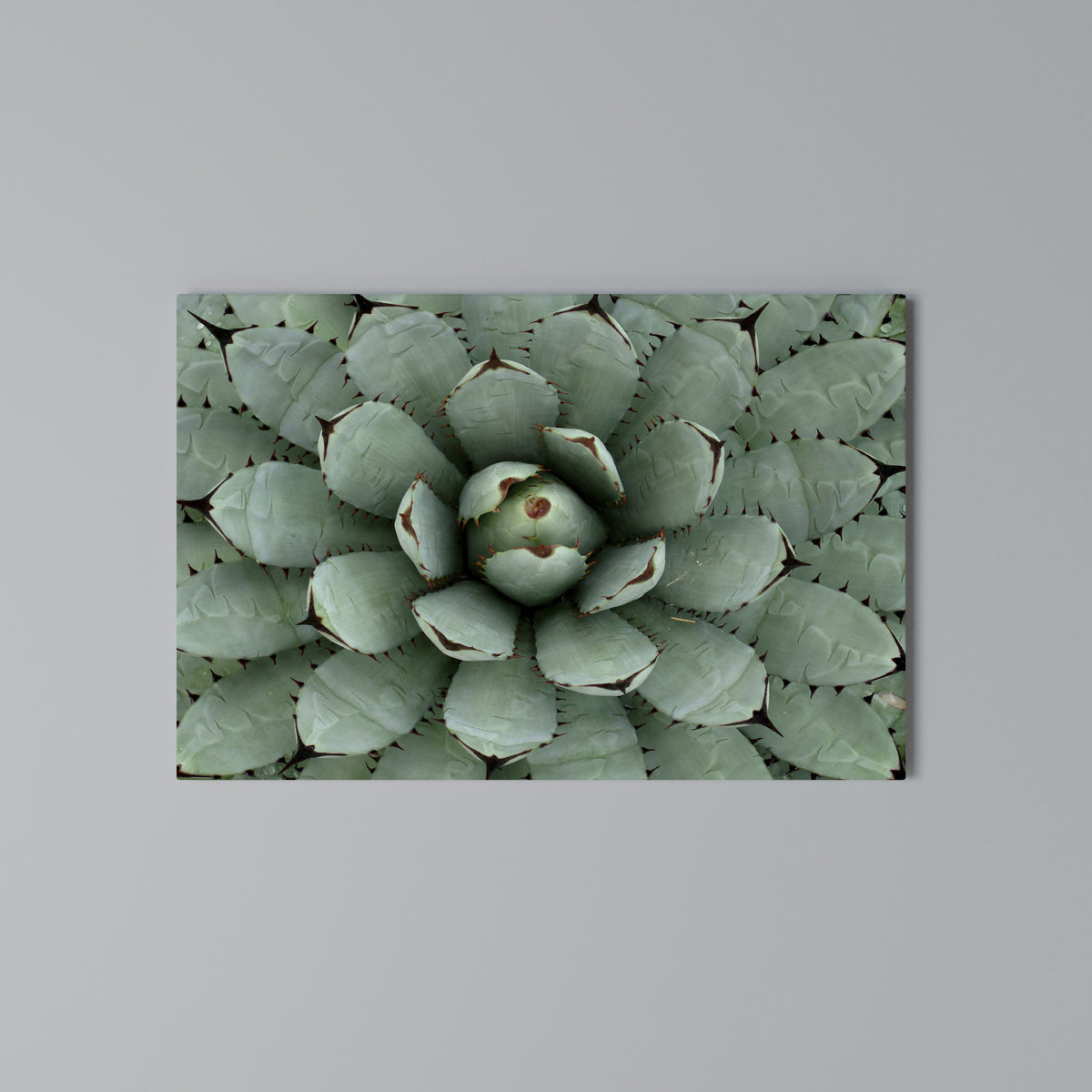SUCCULENT SYMMETRY Horizontal Canvas Print