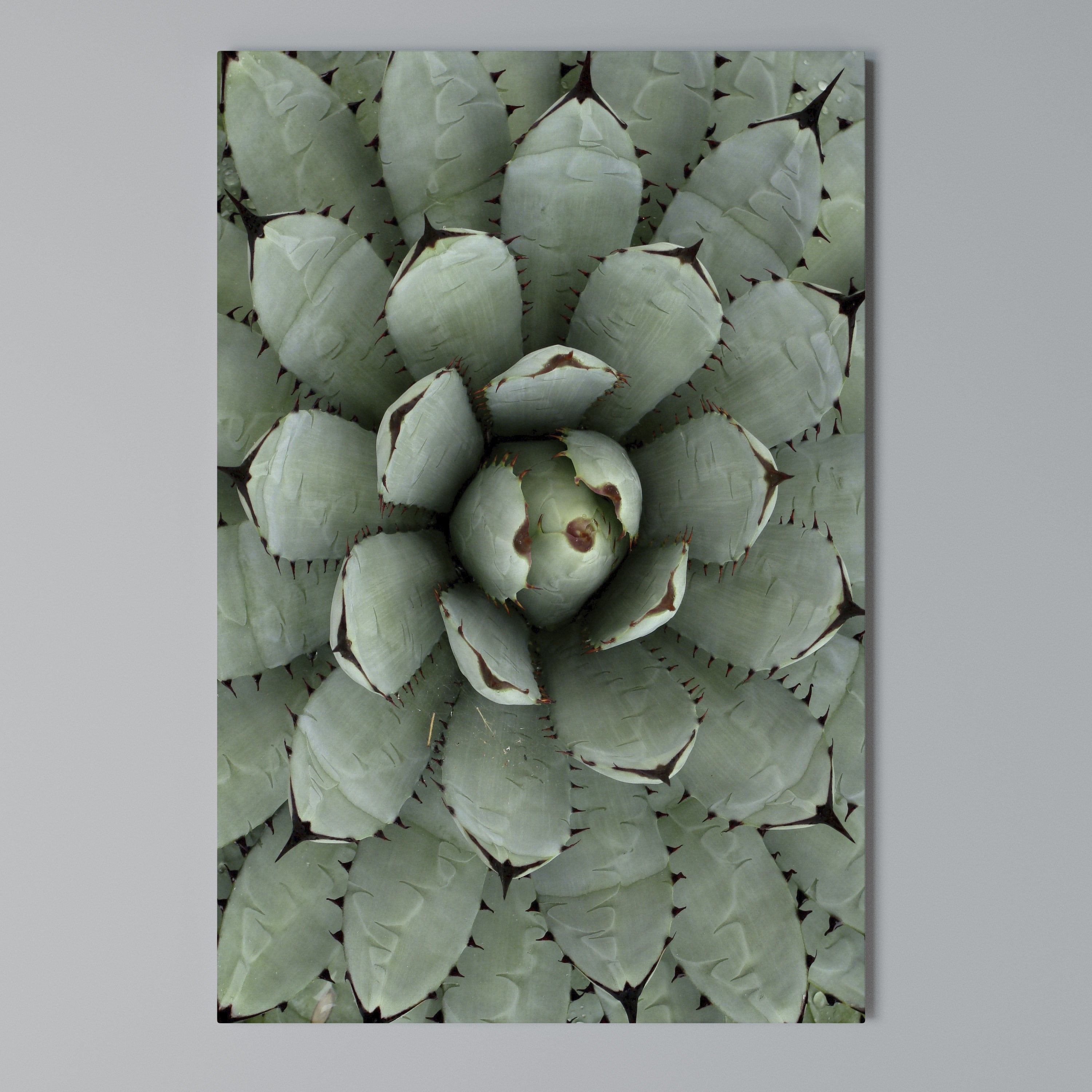 SUCCULENT SYMMETRY Κατακόρυφος Πίνακας σε Καμβά