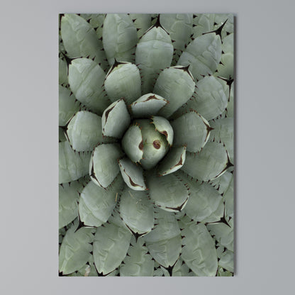 SUCCULENT SYMMETRY Κατακόρυφος Πίνακας σε Καμβά
