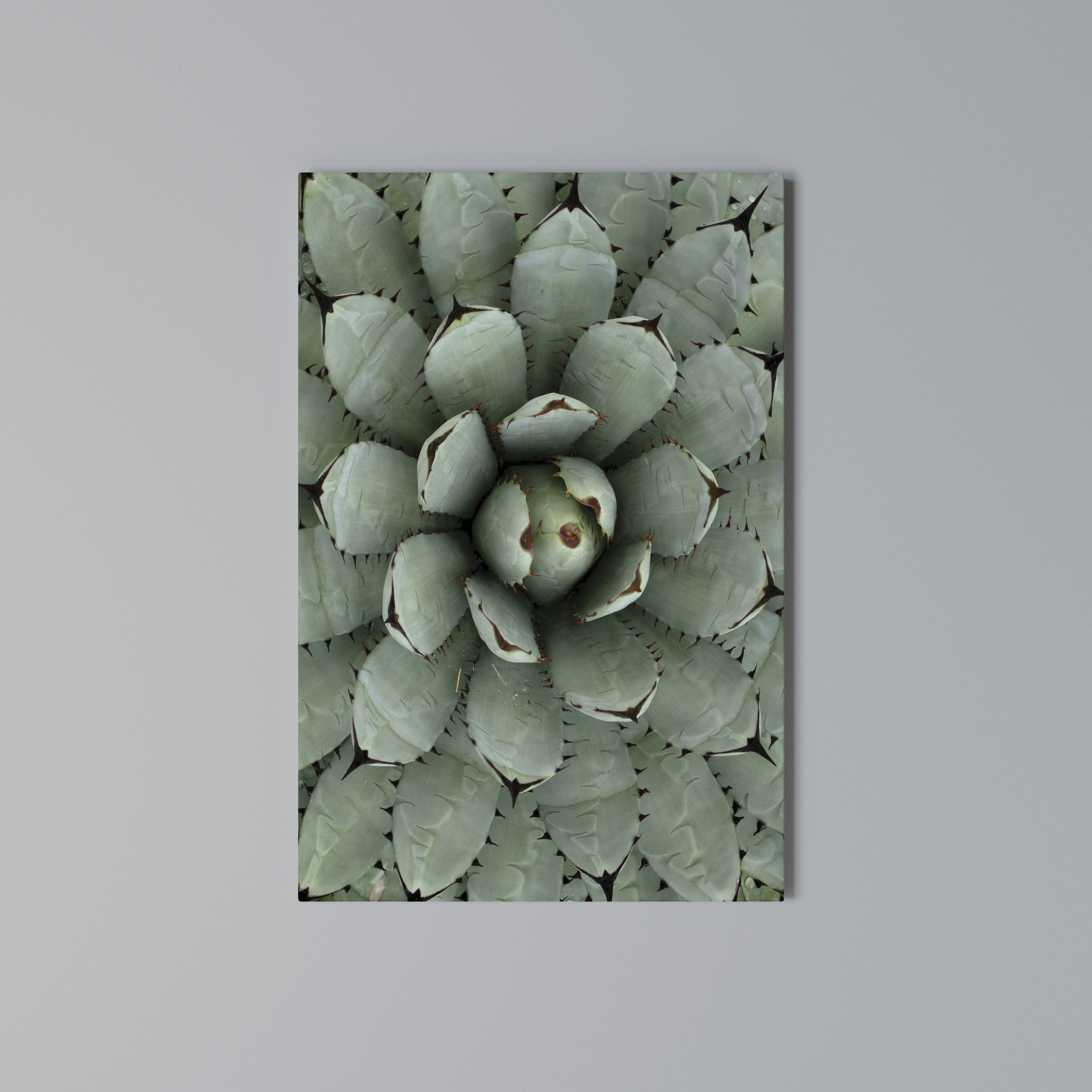 SUCCULENT SYMMETRY Κατακόρυφος Πίνακας σε Καμβά