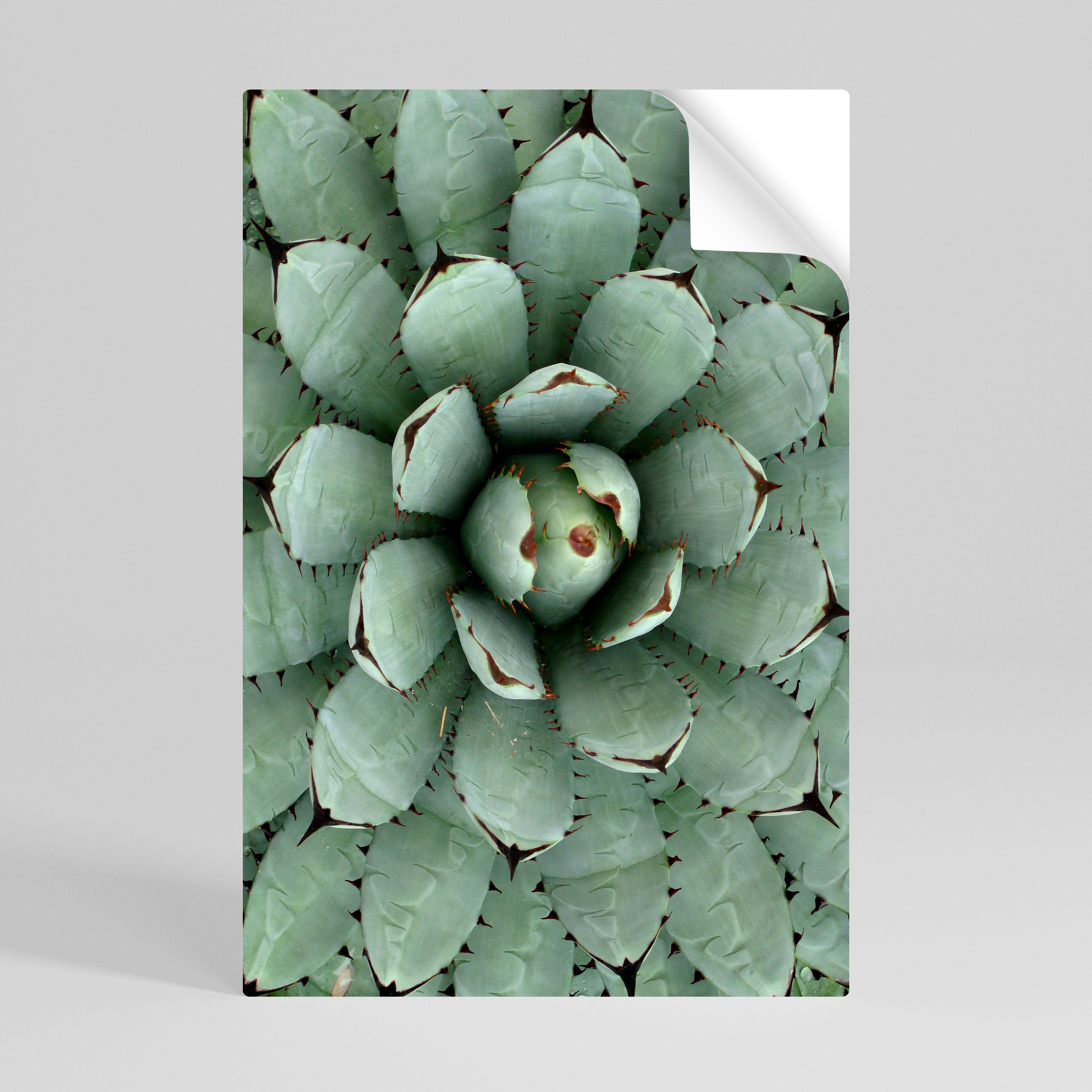 SUCCULENT SYMMETRY Αφίσα με κάθετη κόλλα και κολλήματα
