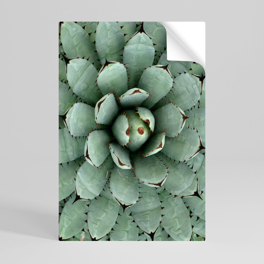 SUCCULENT SYMMETRY Αφίσα με κάθετη κόλλα και κολλήματα