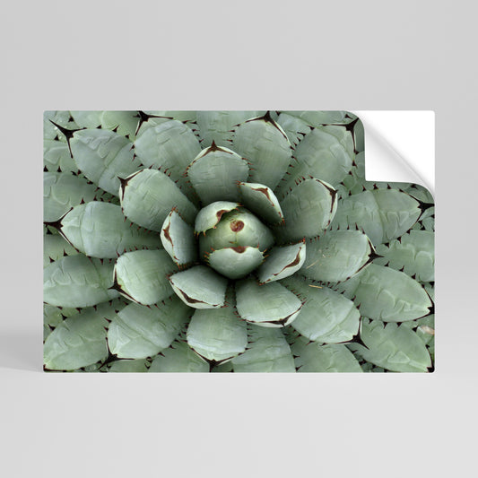 SUCCULENT SYMMETRY Αυτοκόλλητη Αφίσα οριζόντια