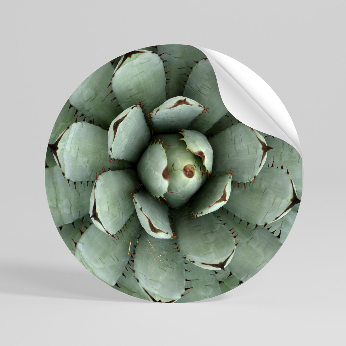 SUCCULENT SYMMETRY Αυτοκόλλητη Αφίσα στρογγυλή