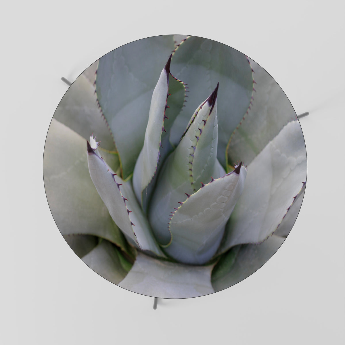 AGAVE ELEGANCE Coffee Table