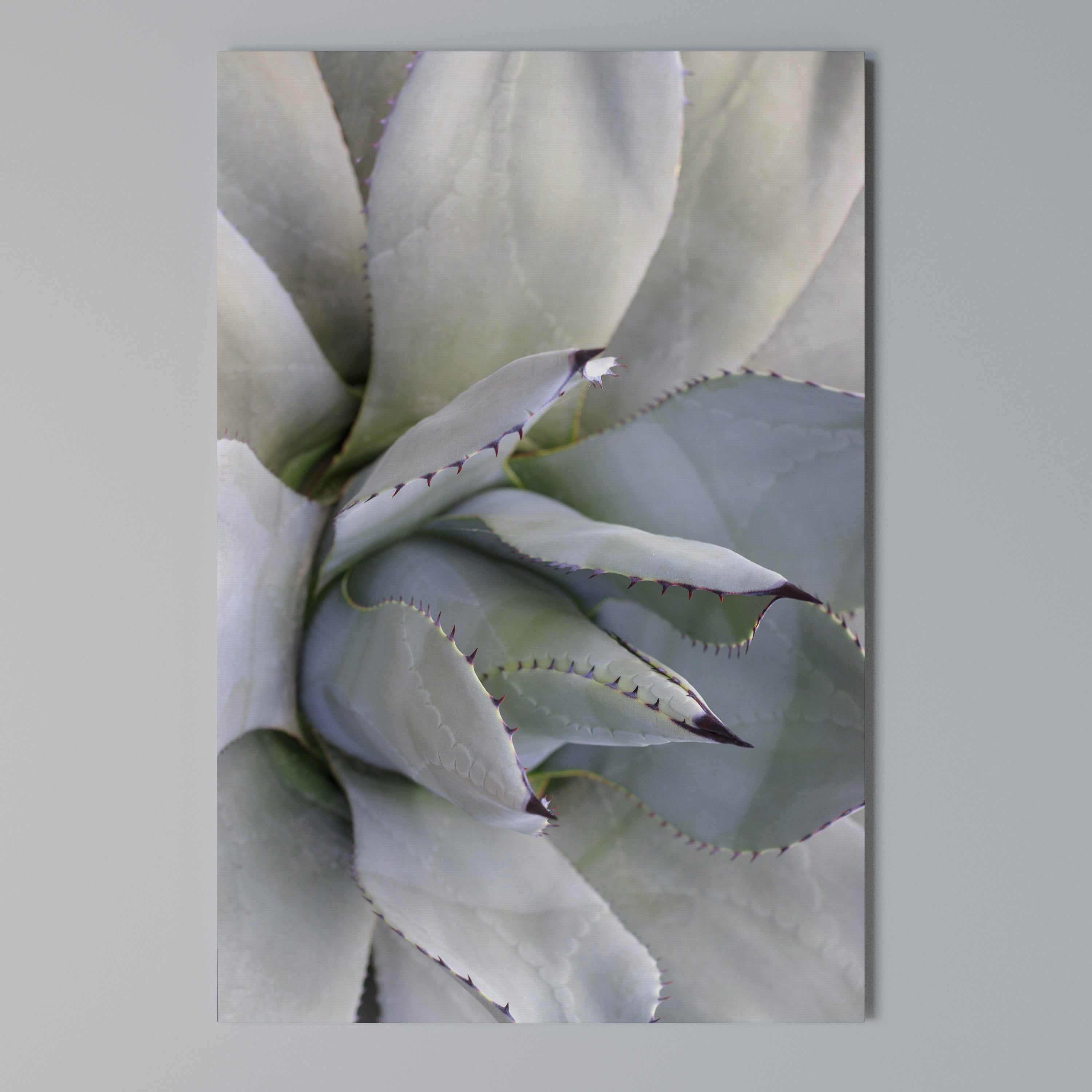 AGAVE ELEGANCE Κατακόρυφος Πίνακας σε Καμβά