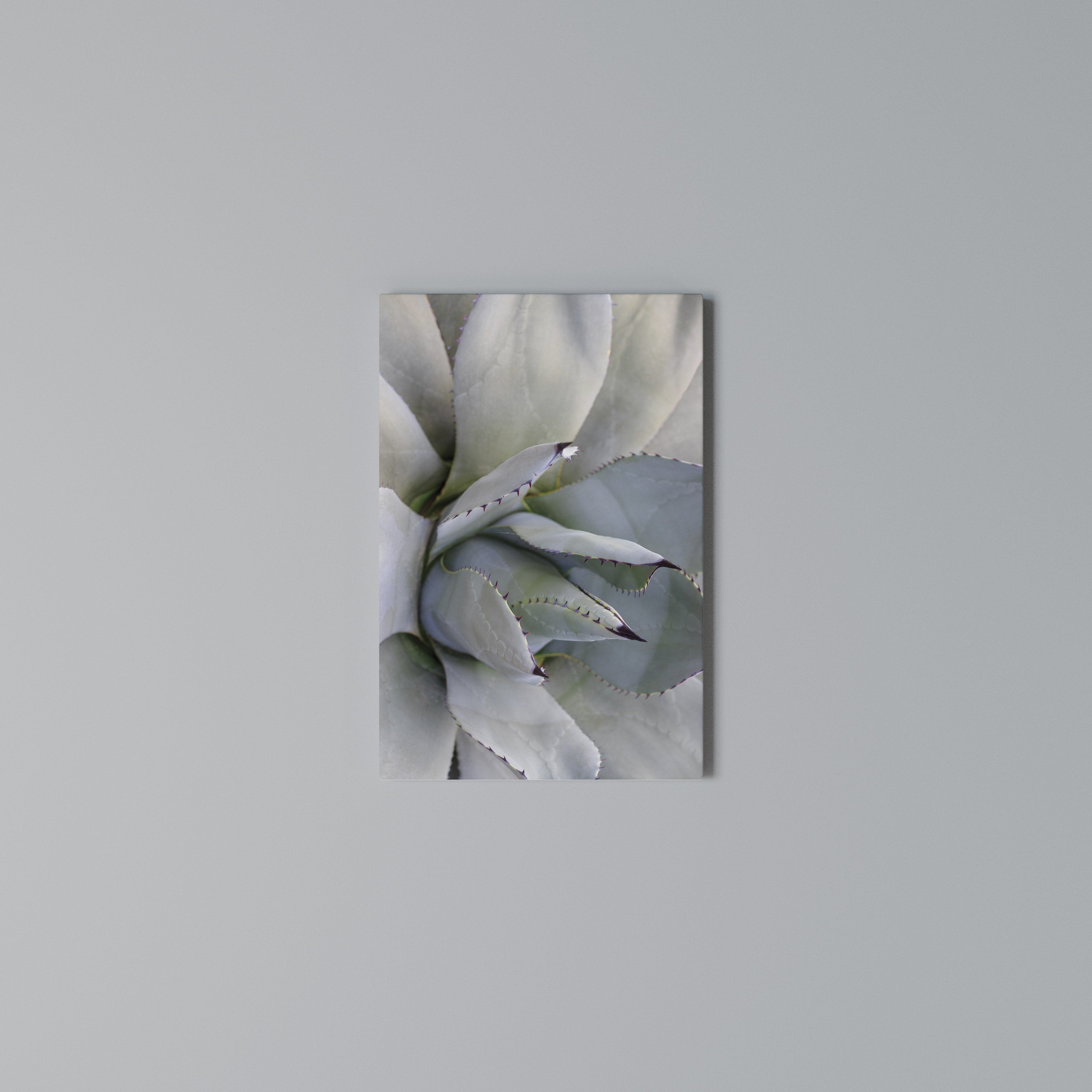AGAVE ELEGANCE Κατακόρυφος Πίνακας σε Καμβά
