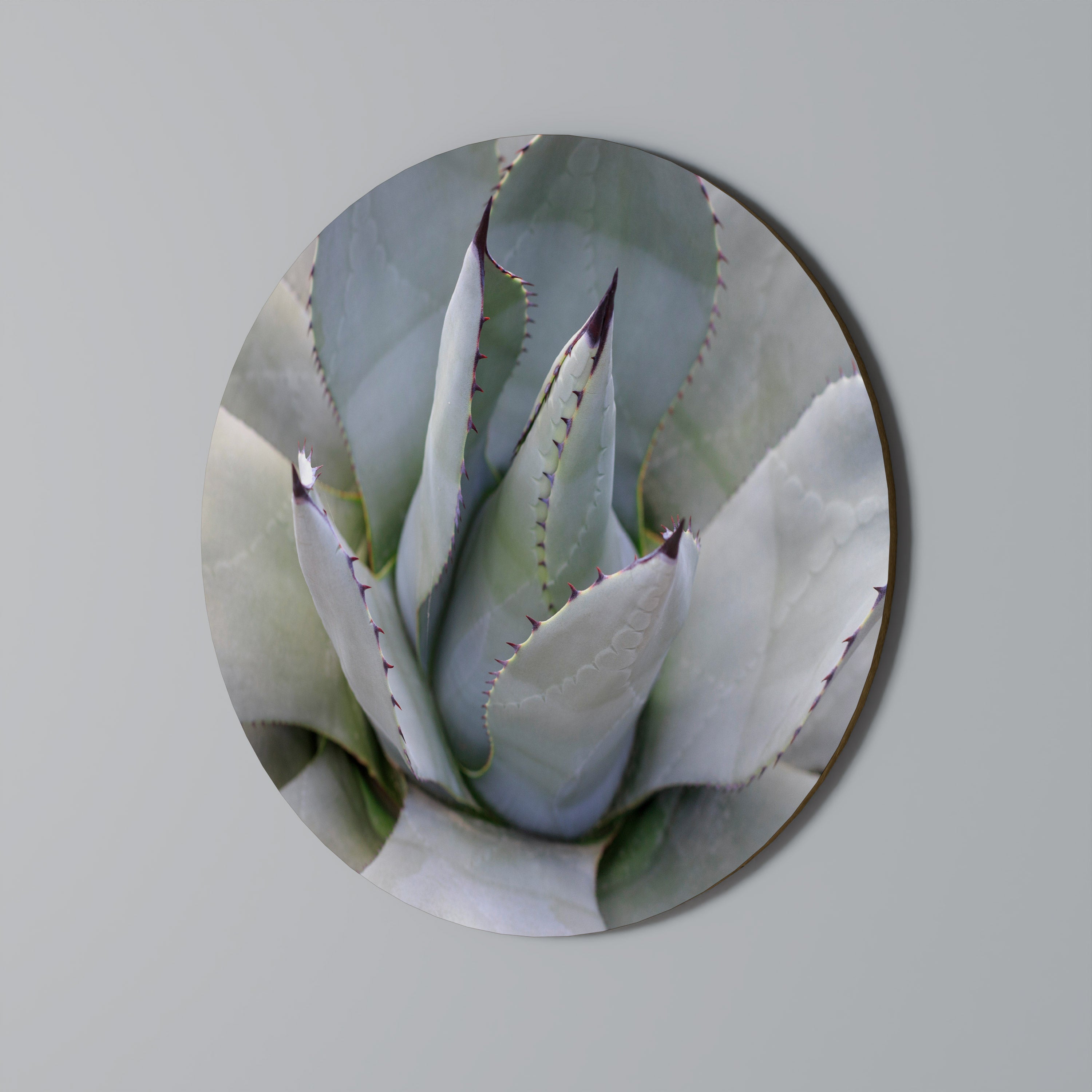 AGAVE ELEGANCE Στρογγυλή Τέχνη Τοίχου