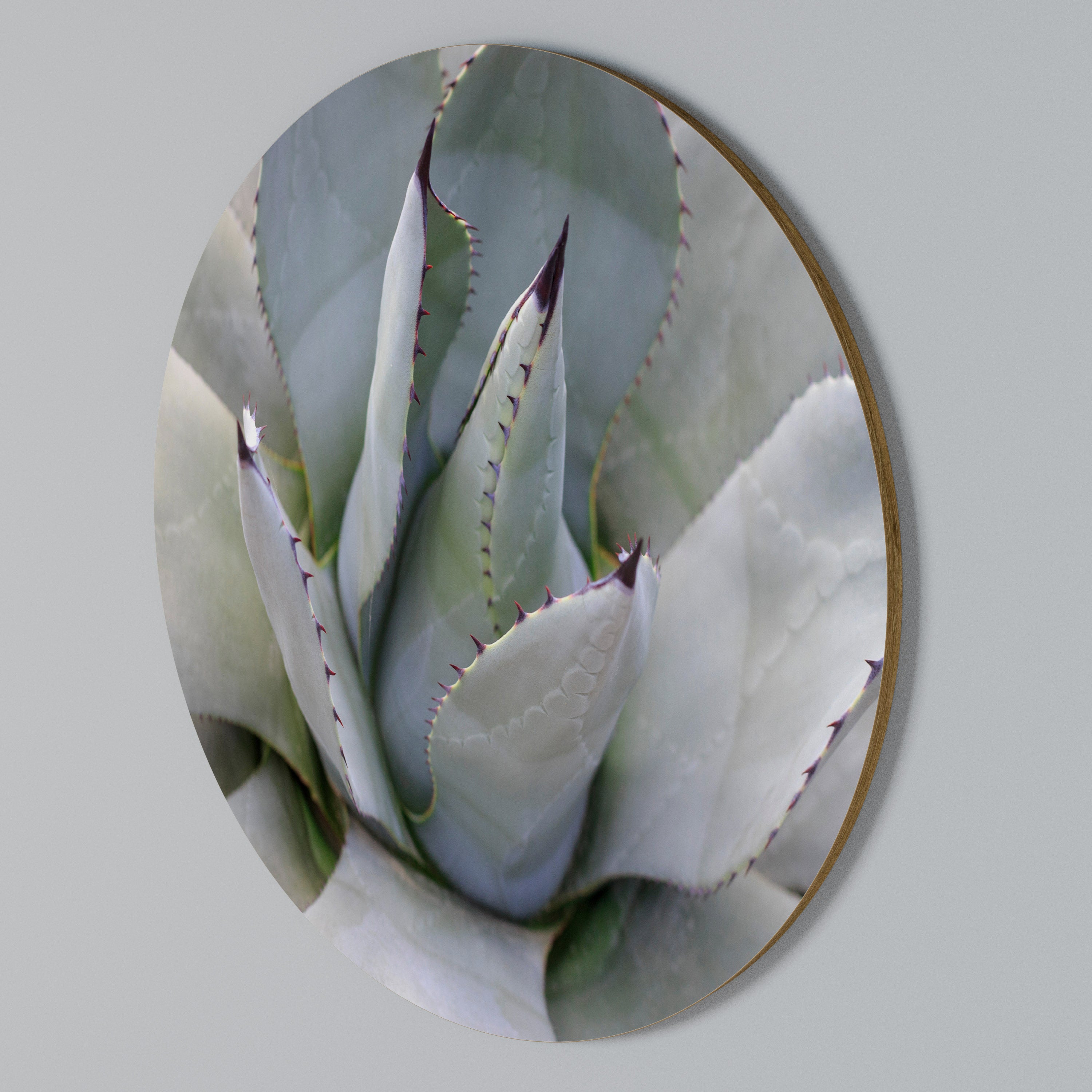 AGAVE ELEGANCE Στρογγυλός πίνακας ζωγραφικής