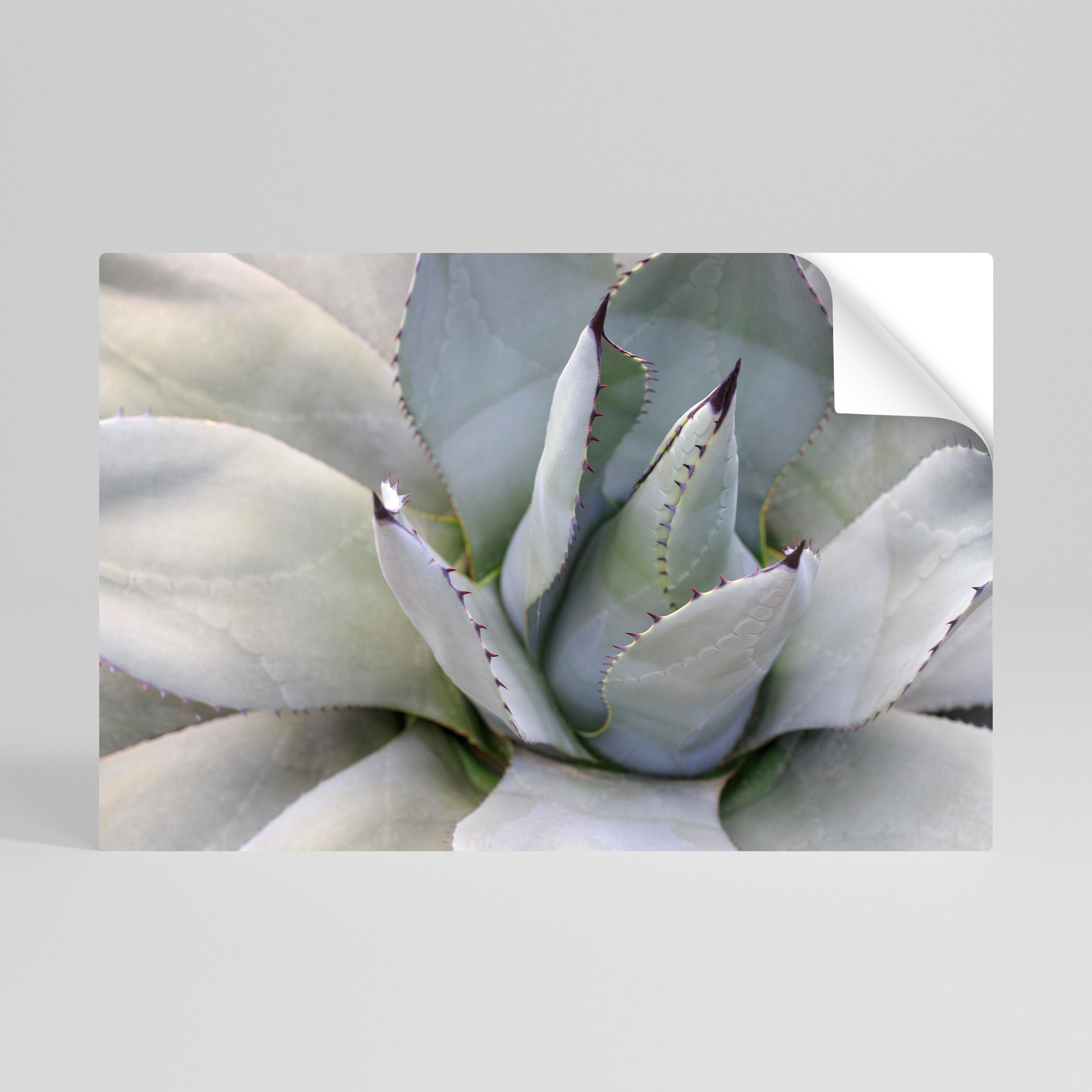 AGAVE ELEGANCE Οριζόντια αφίσα με κόλλα και κολλήματα