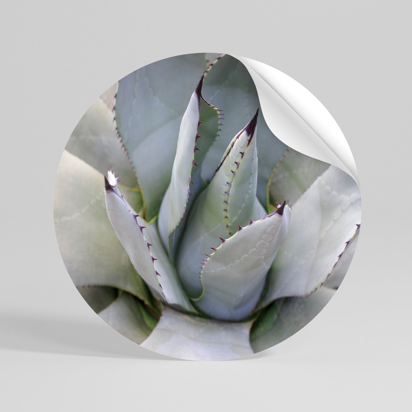 AGAVE ELEGANCE Αυτοκόλλητη Αφίσα στρογγυλή