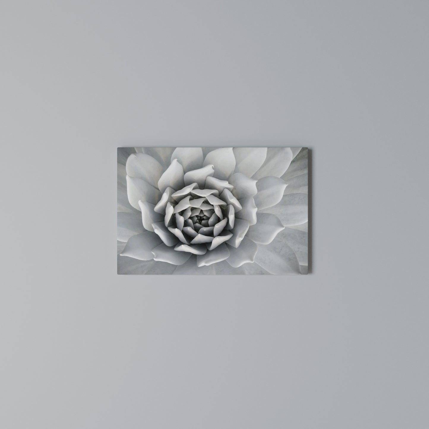 ELEGANT PETAL SWIRL Horizontal Canvas Print