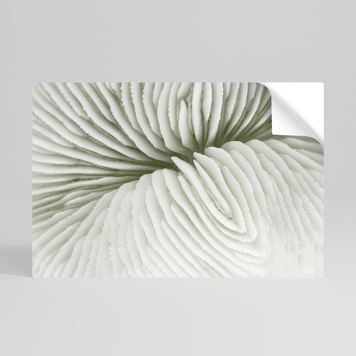 NATURE'S SYMMETRY Αυτοκόλλητη Αφίσα οριζόντια