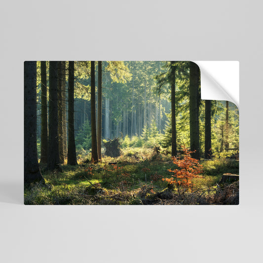 SUNLIT FOREST SERENADE Αυτοκόλλητη Αφίσα οριζόντια