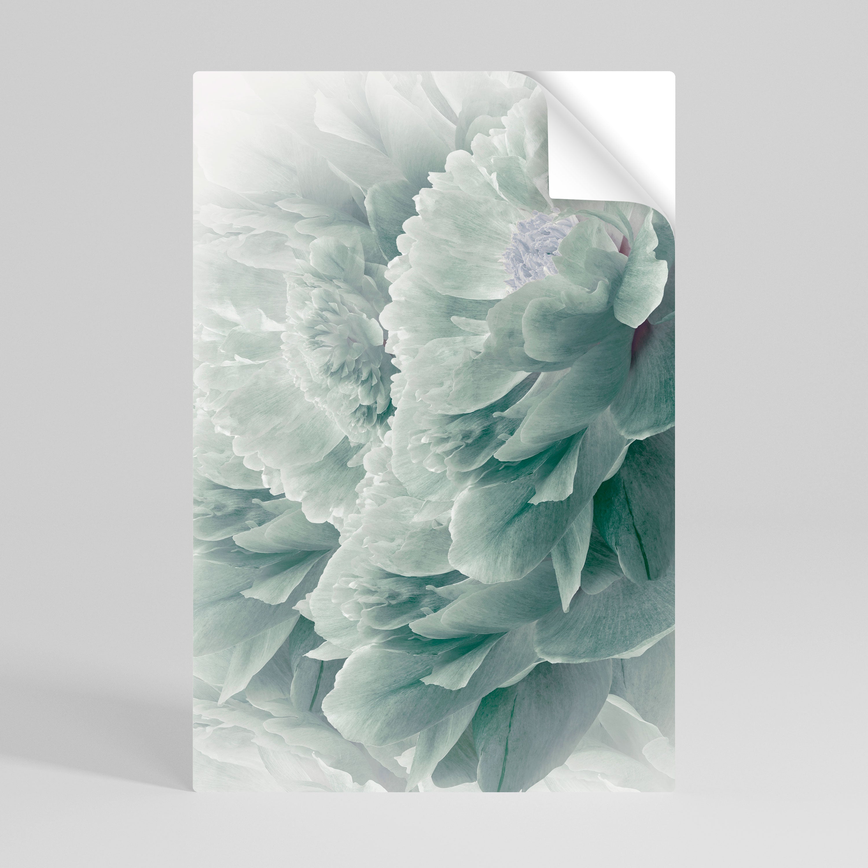 TREE PEONIES Peel and Stick Vertical Poster