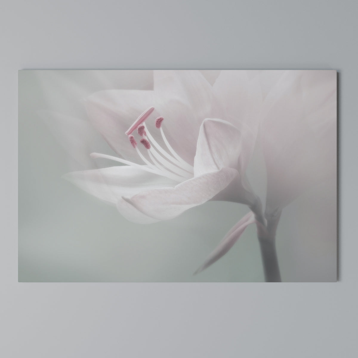 GENTLE LILY Horizontal Canvas Print