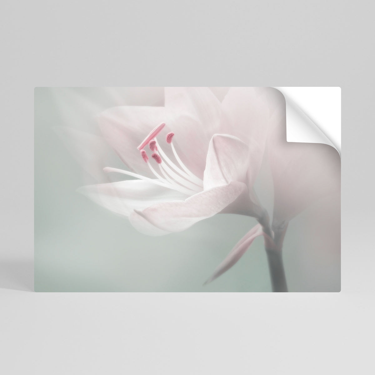 GENTLE LILY Αυτοκόλλητη Αφίσα οριζόντια